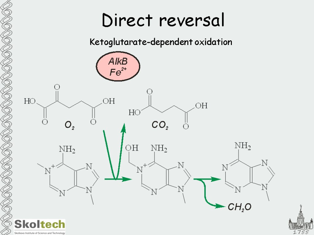 Direct reversal Ketoglutarate-dependent oxidation